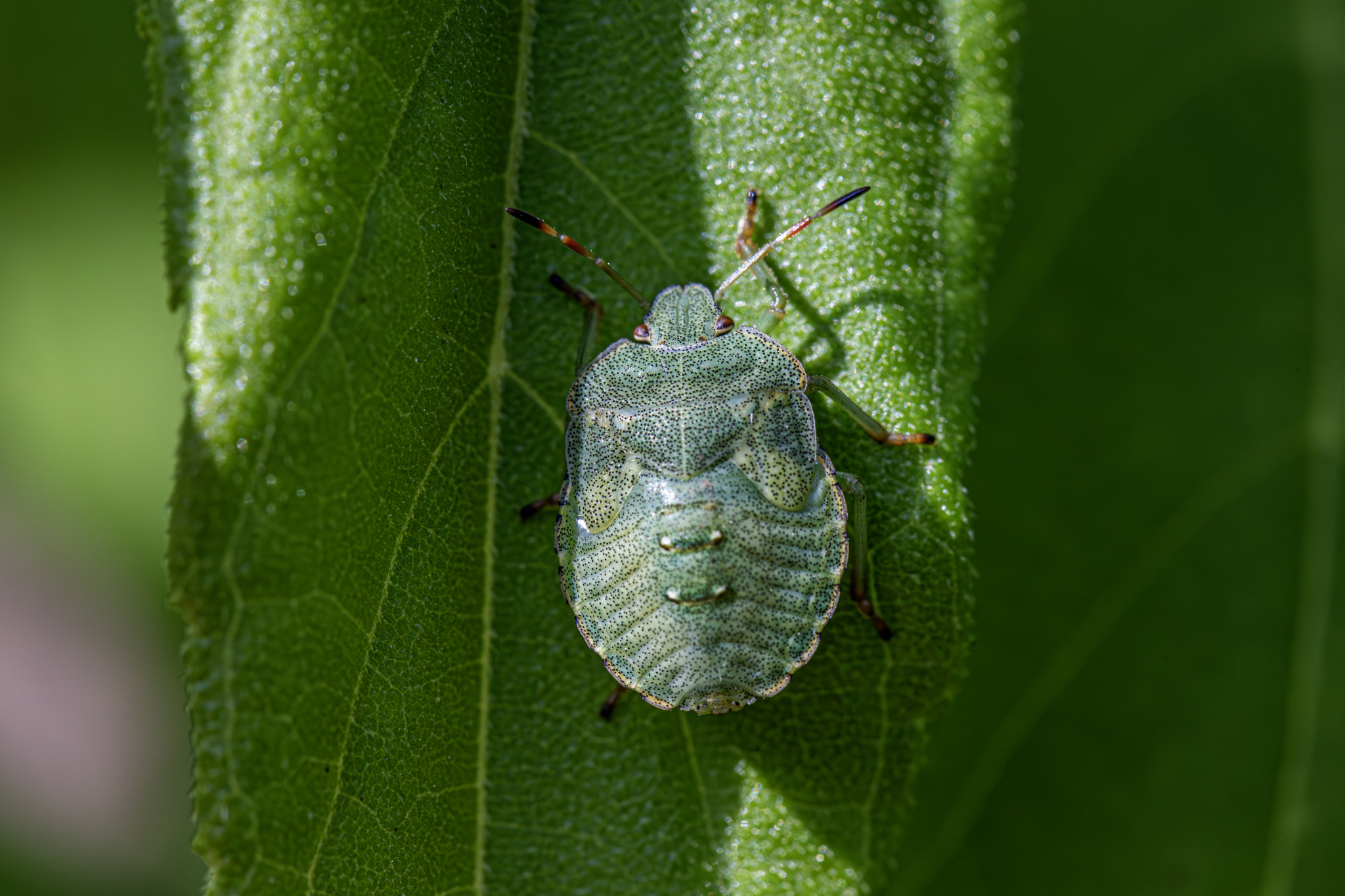 Green shield bug (Palomena prasina)