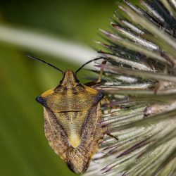 Northern fruit bug (Carpocoris fuscispinus)