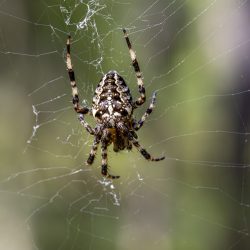 European garden spider (Araneus diadematus)