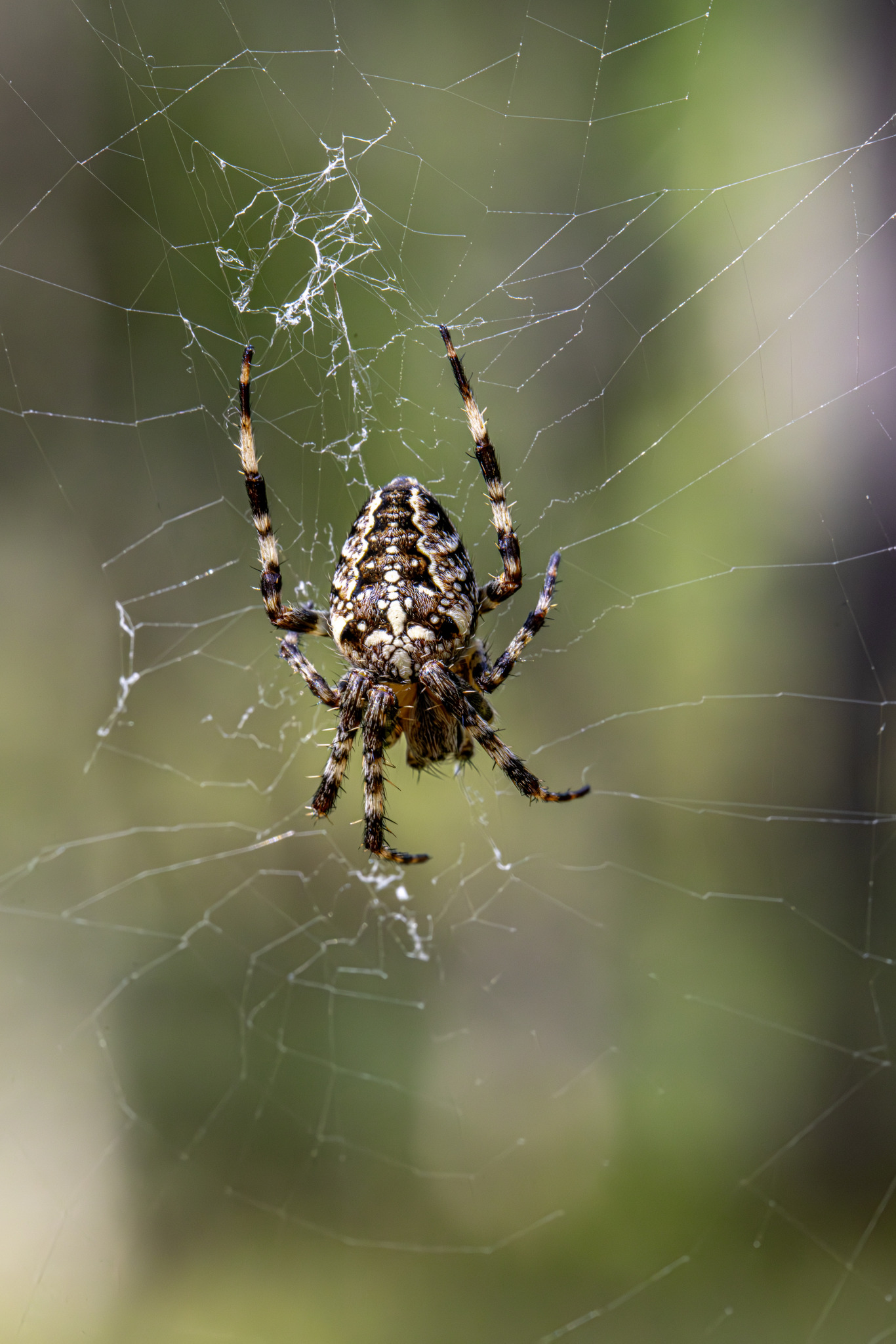 European garden spider (Araneus diadematus)