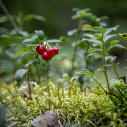 Lingonberry, partridgeberry, mountain cranberry or cowberry (Vaccinium vitis-idaea)
