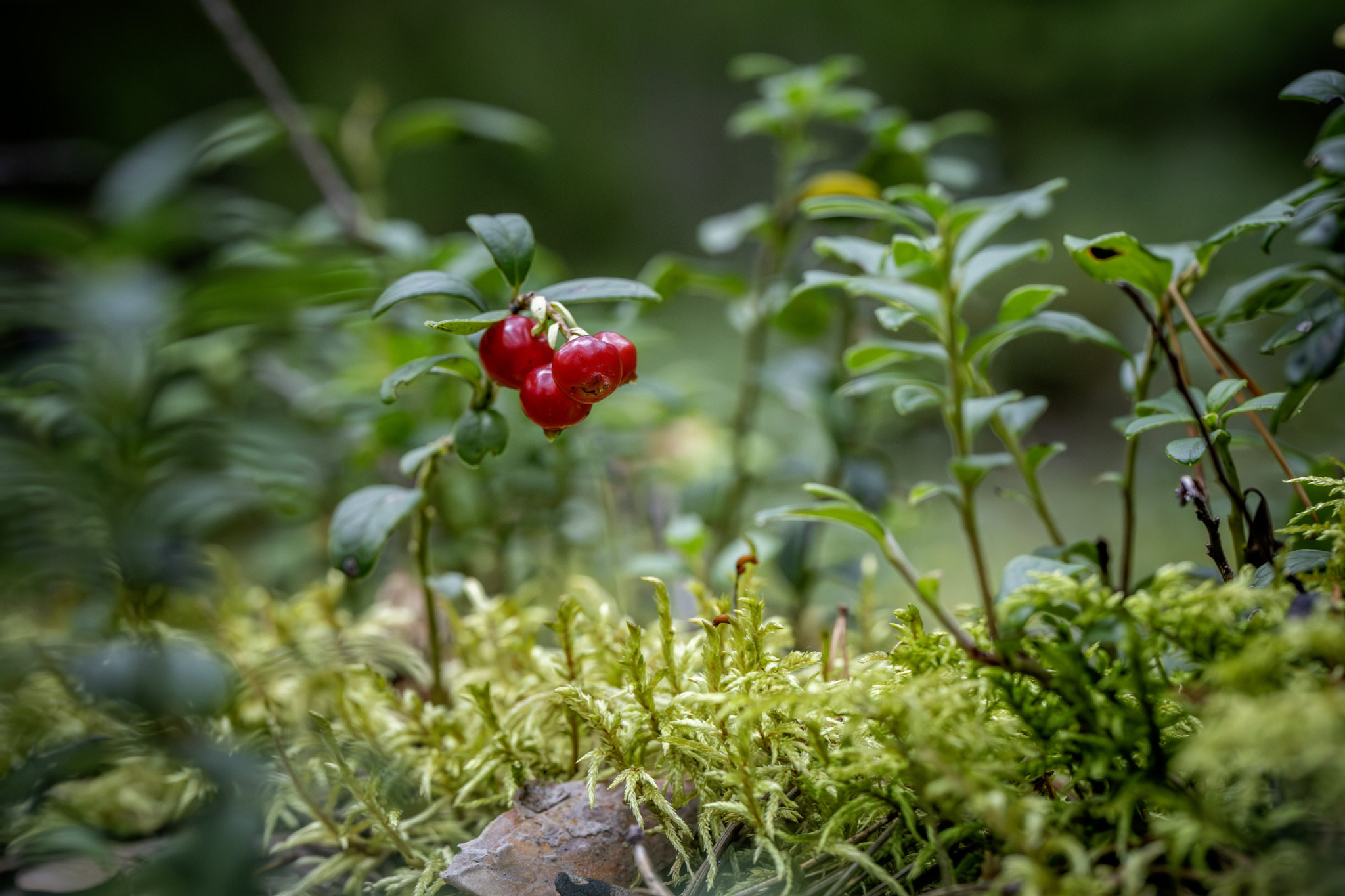 Lingonberry, partridgeberry, mountain cranberry or cowberry (Vaccinium vitis-idaea)