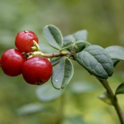 Lingonberry, partridgeberry, mountain cranberry or cowberry (Vaccinium vitis-idaea)