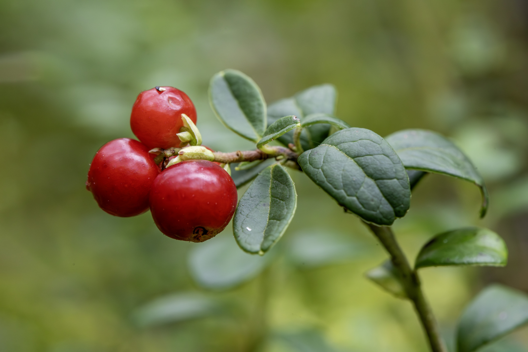 Lingonberry, partridgeberry, mountain cranberry or cowberry (Vaccinium vitis-idaea)