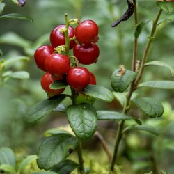 Lingonberry, partridgeberry, mountain cranberry or cowberry (Vaccinium vitis-idaea)