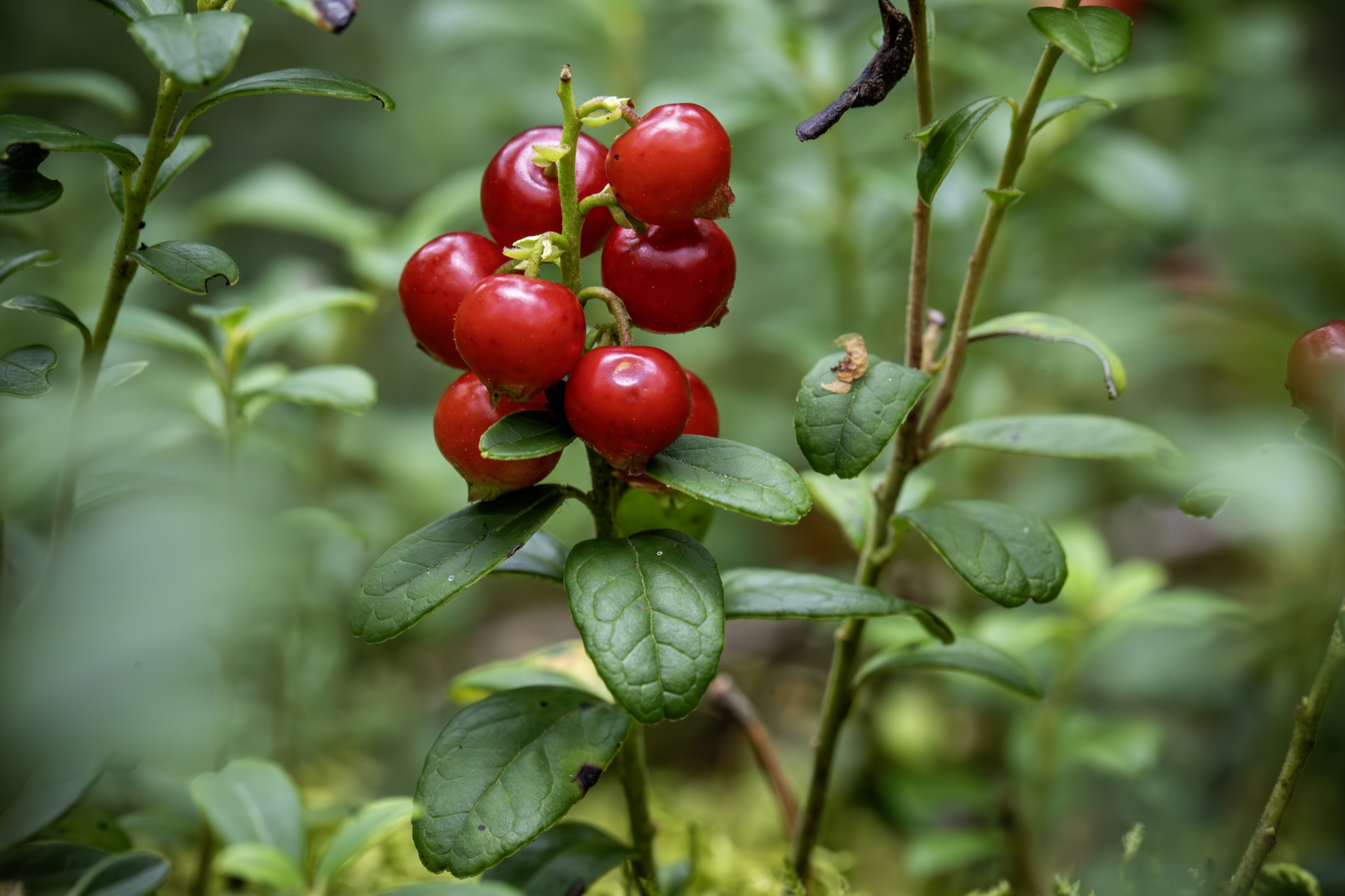 Lingonberry, partridgeberry, mountain cranberry or cowberry (Vaccinium vitis-idaea)