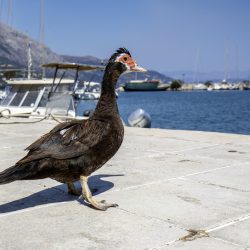 Muscovy Duck (Cairina moschata)