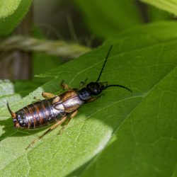 European earwig (Forficula auricularia)