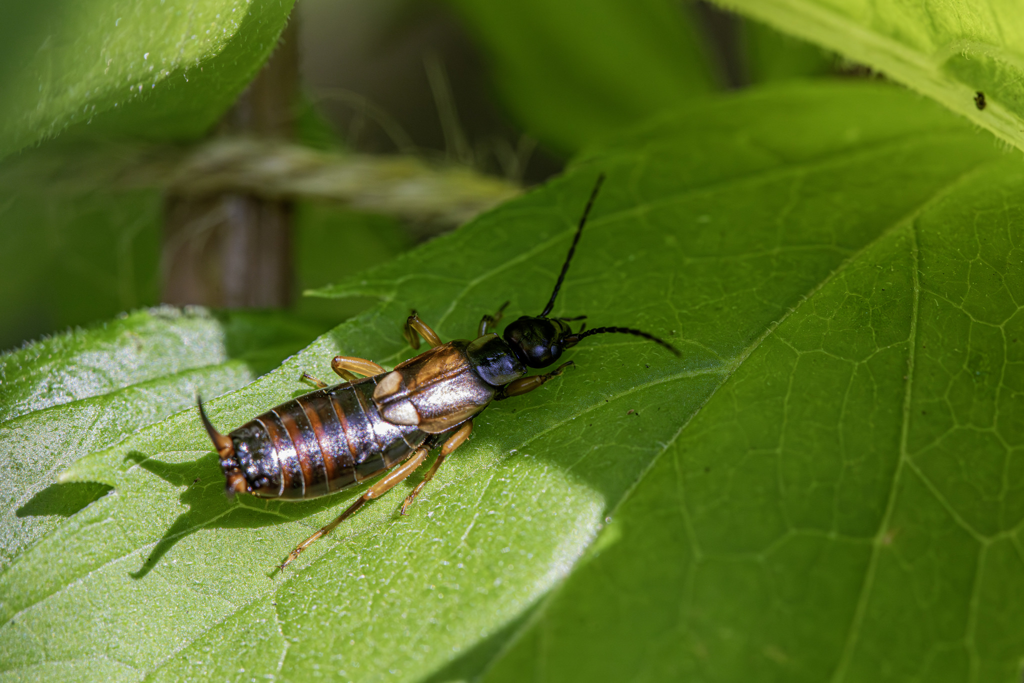 European earwig (Forficula auricularia)