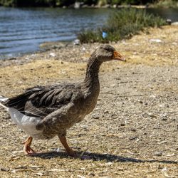 Domestic goose (Anser anser domesticus)