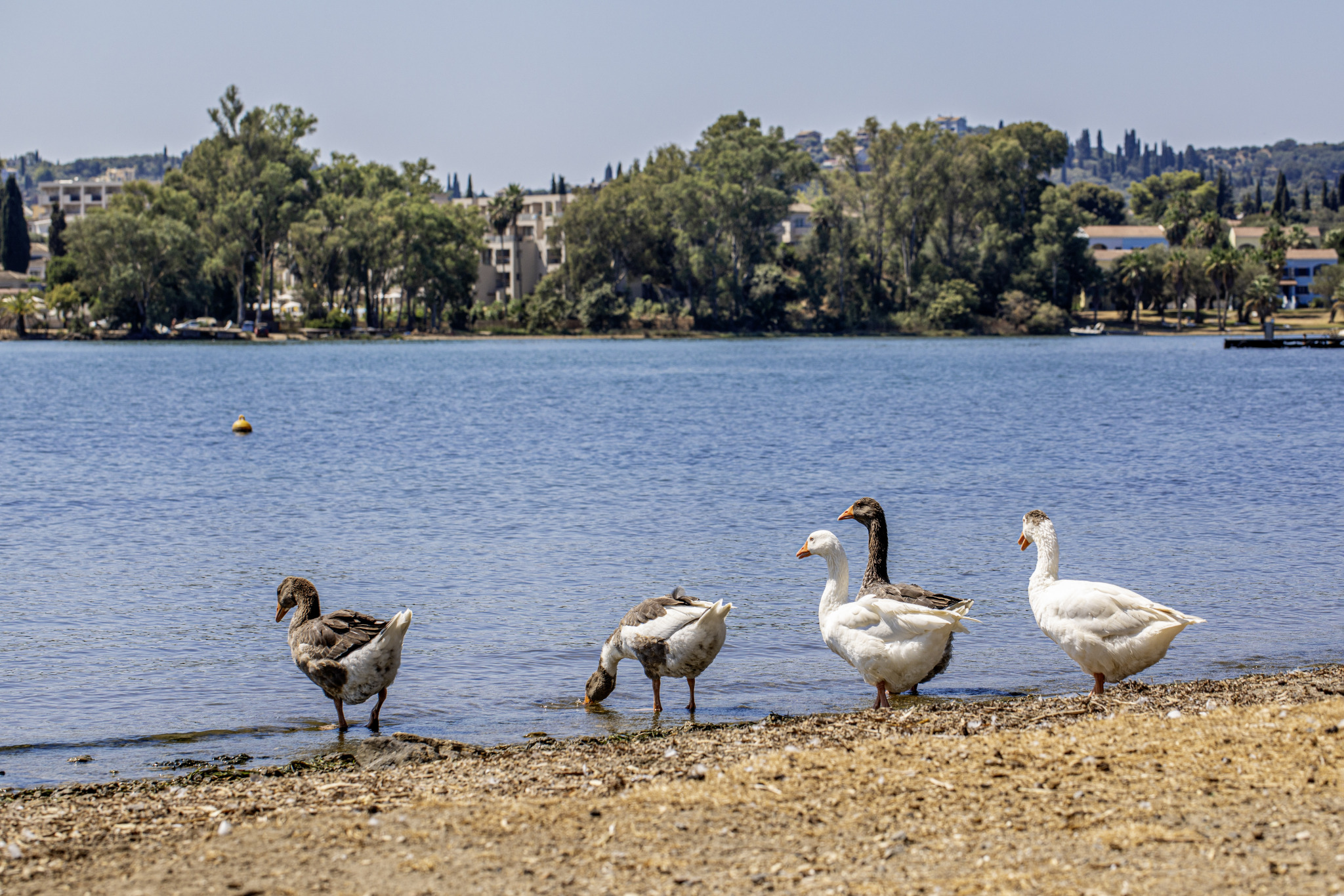 Domestic goose (Anser anser domesticus)