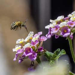 Urbane Digger Bee (Anthophora urbana)