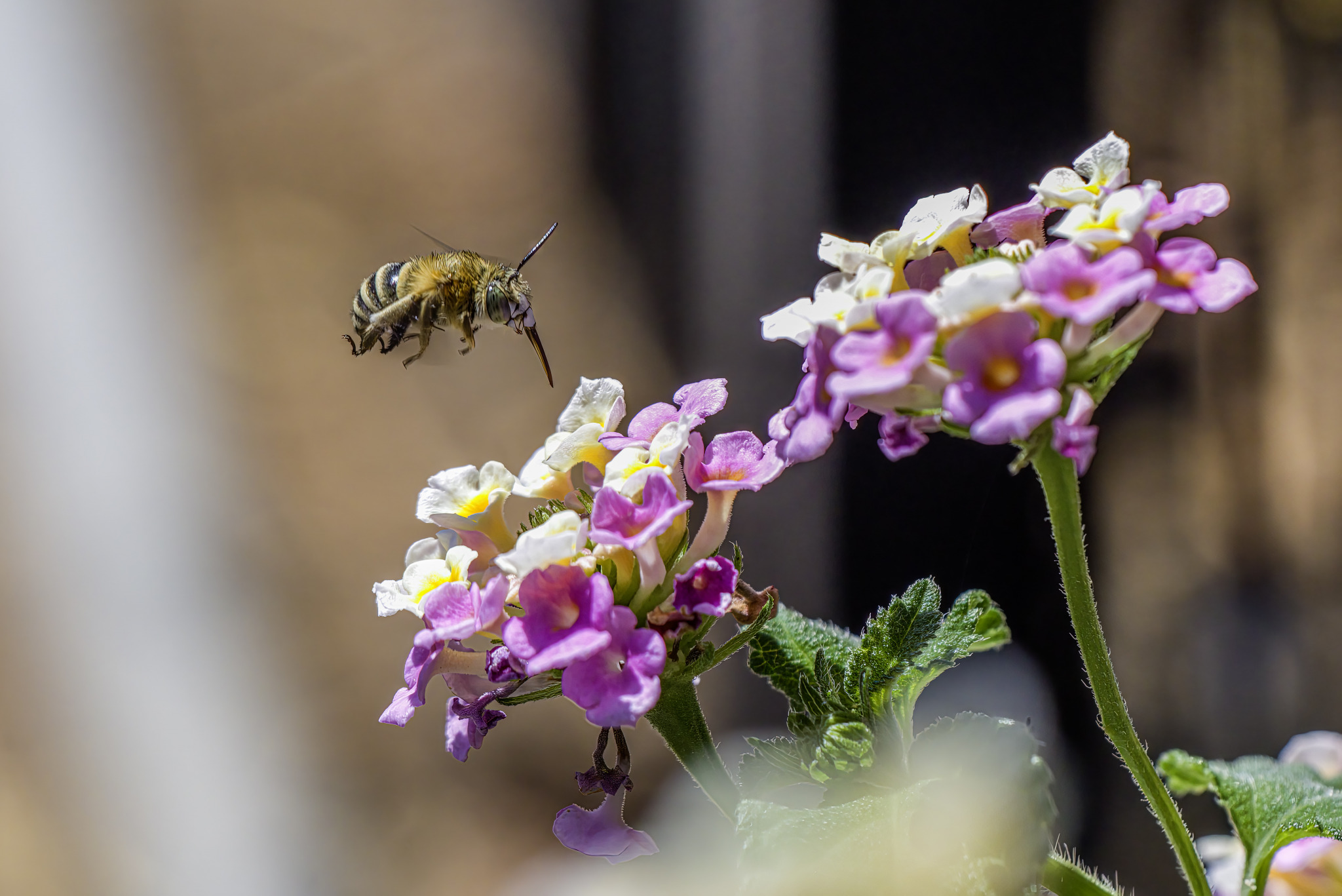 Urbane Digger Bee (Anthophora urbana)