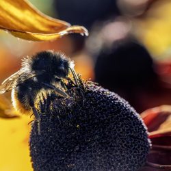 Common carder bee (Bombus pascuorum)