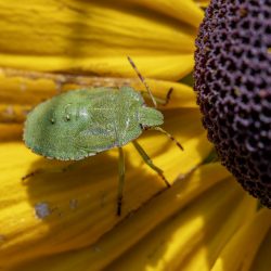 Green shield bug (Palomena prasina)