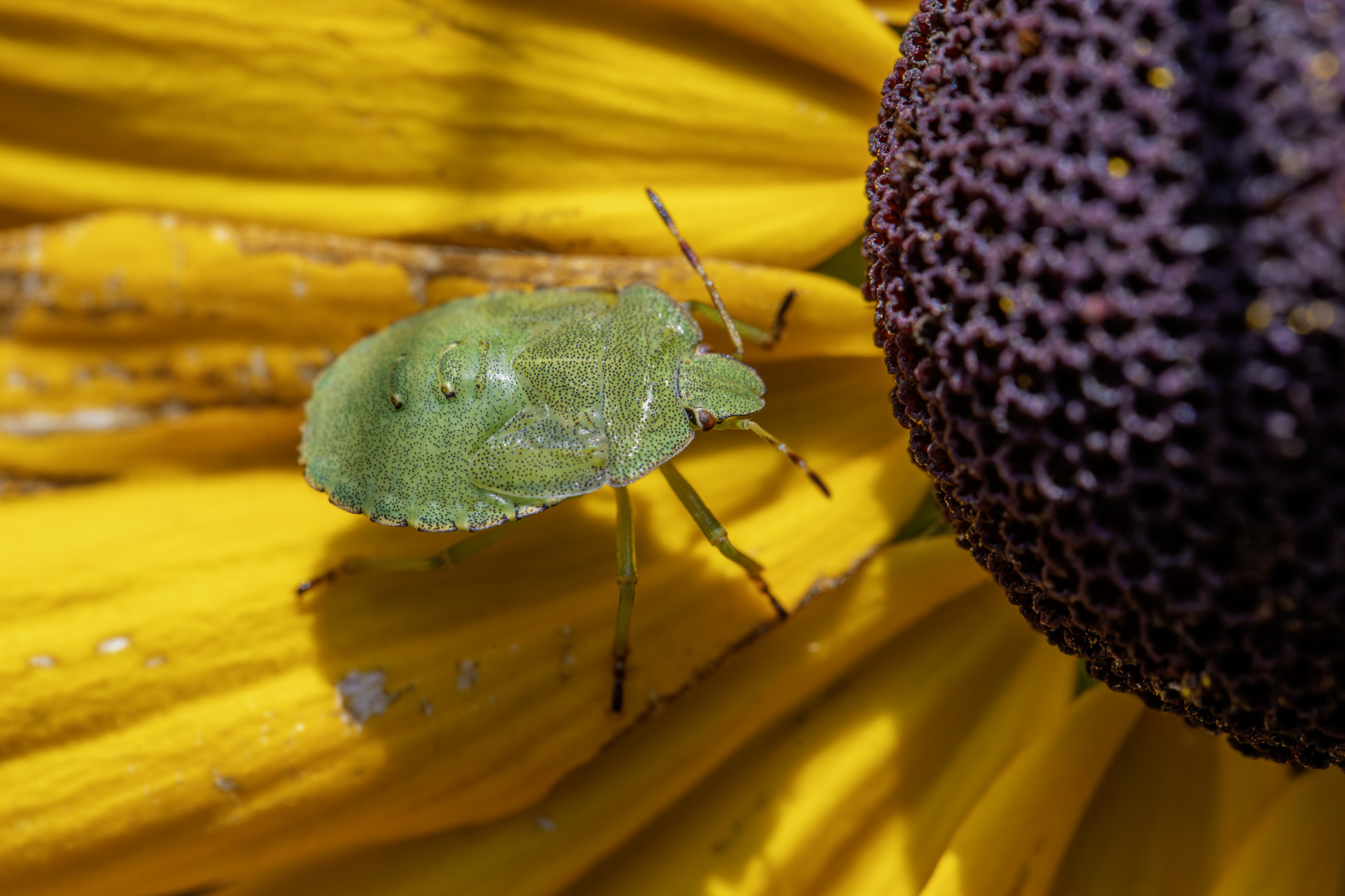 Green shield bug (Palomena prasina)