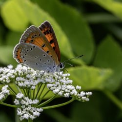 Large copper ( Lycaena dispar)
