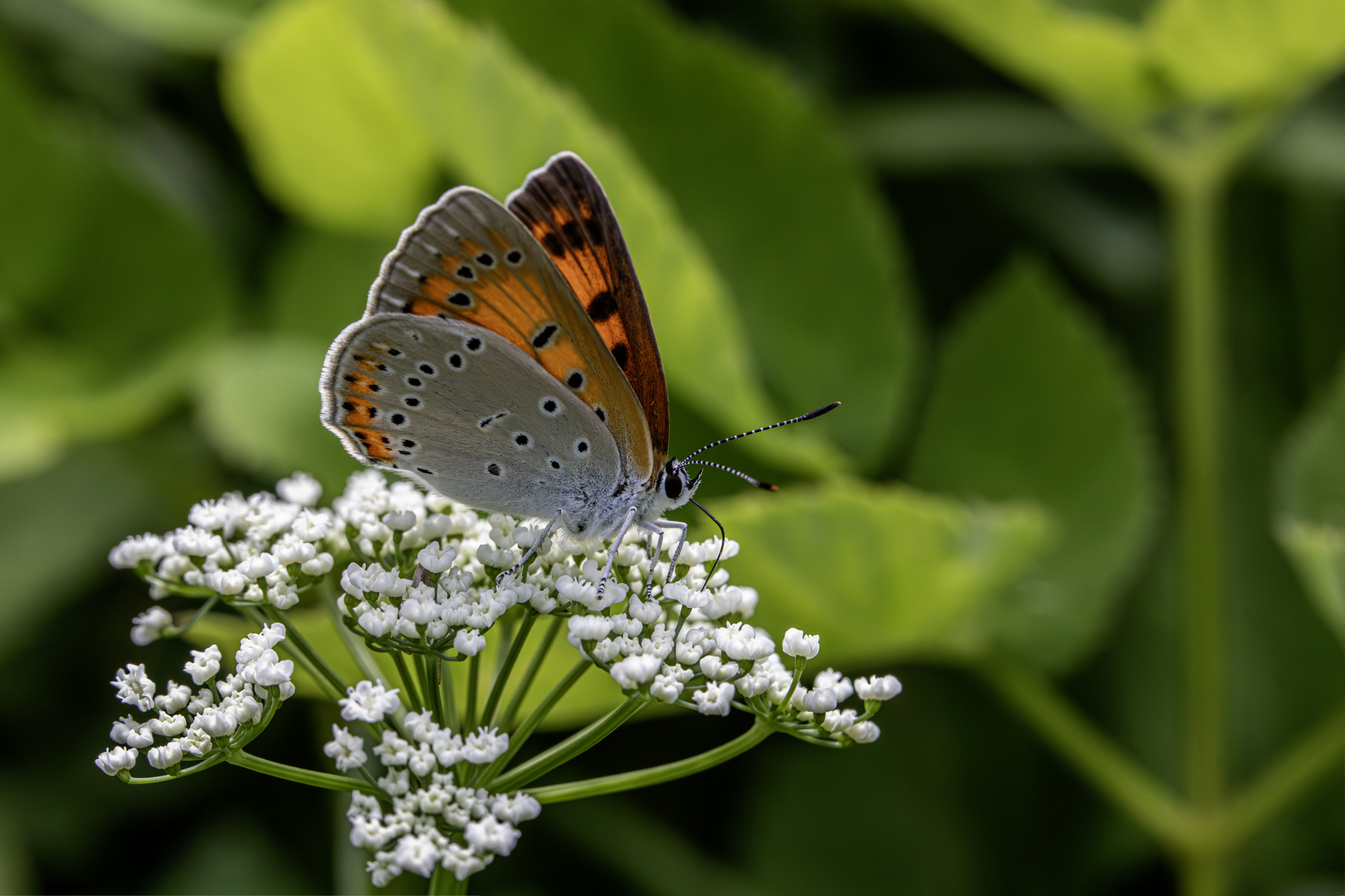 Large copper ( Lycaena dispar)