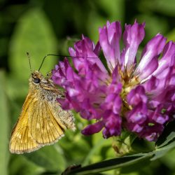 Large skipper (​Ochlodes sylvanus)