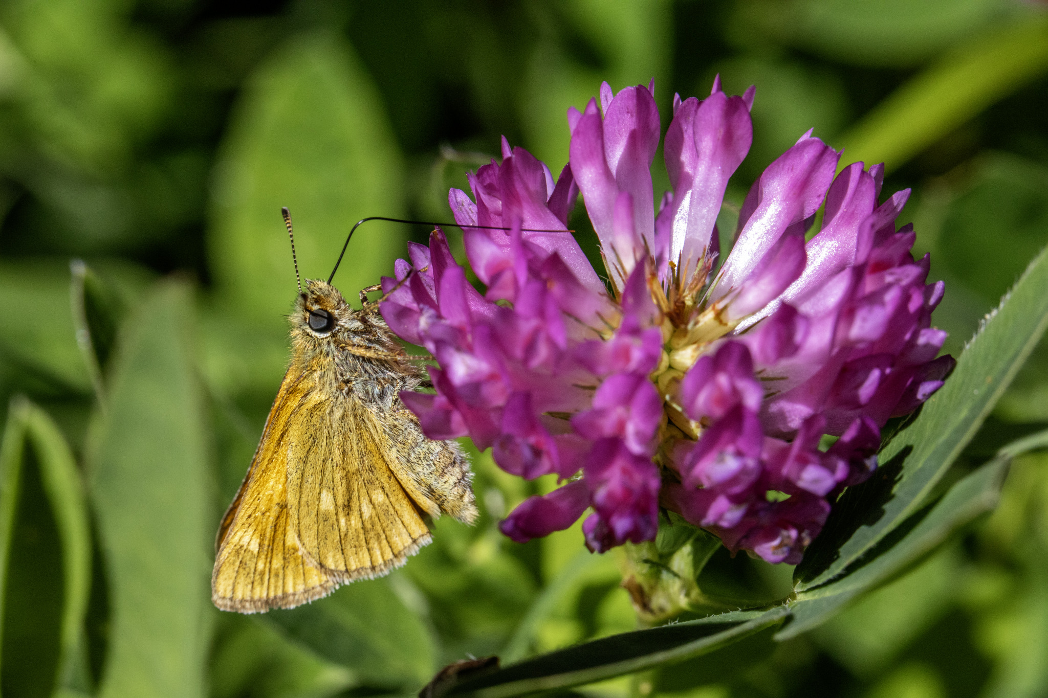 Large skipper (​Ochlodes sylvanus)