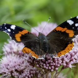 Red admiral (Vanessa atlanta)