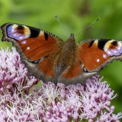 European Peacock (Aglais io)