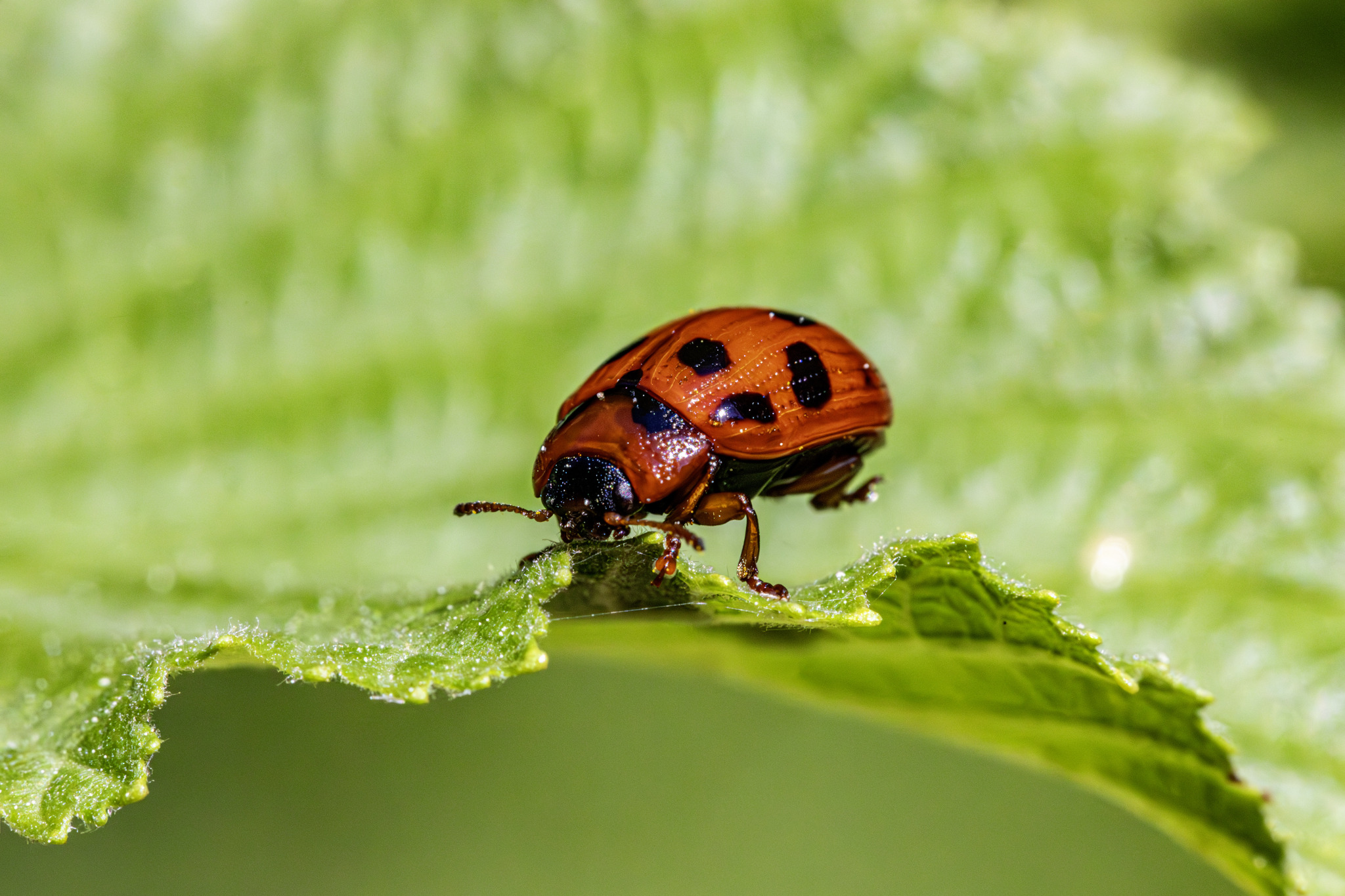 American Aspen Beetle (Gonioctena viminalis)