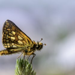 Chequered skipper (Carterocephalus palaemon)