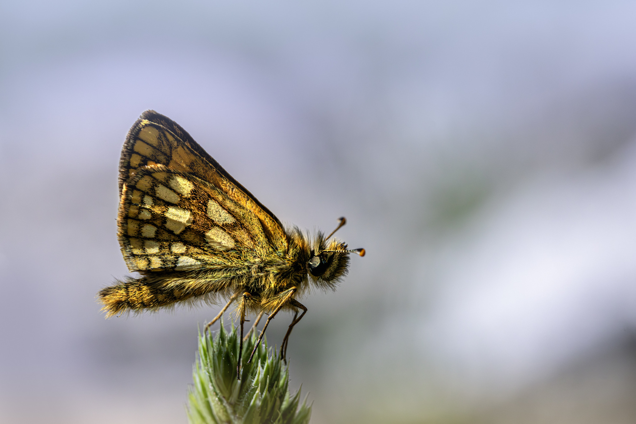 Chequered skipper (Carterocephalus palaemon)