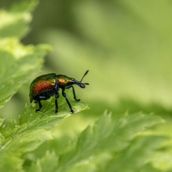 Aspen Leaf-rolling Weevil (Byctiscus populi)