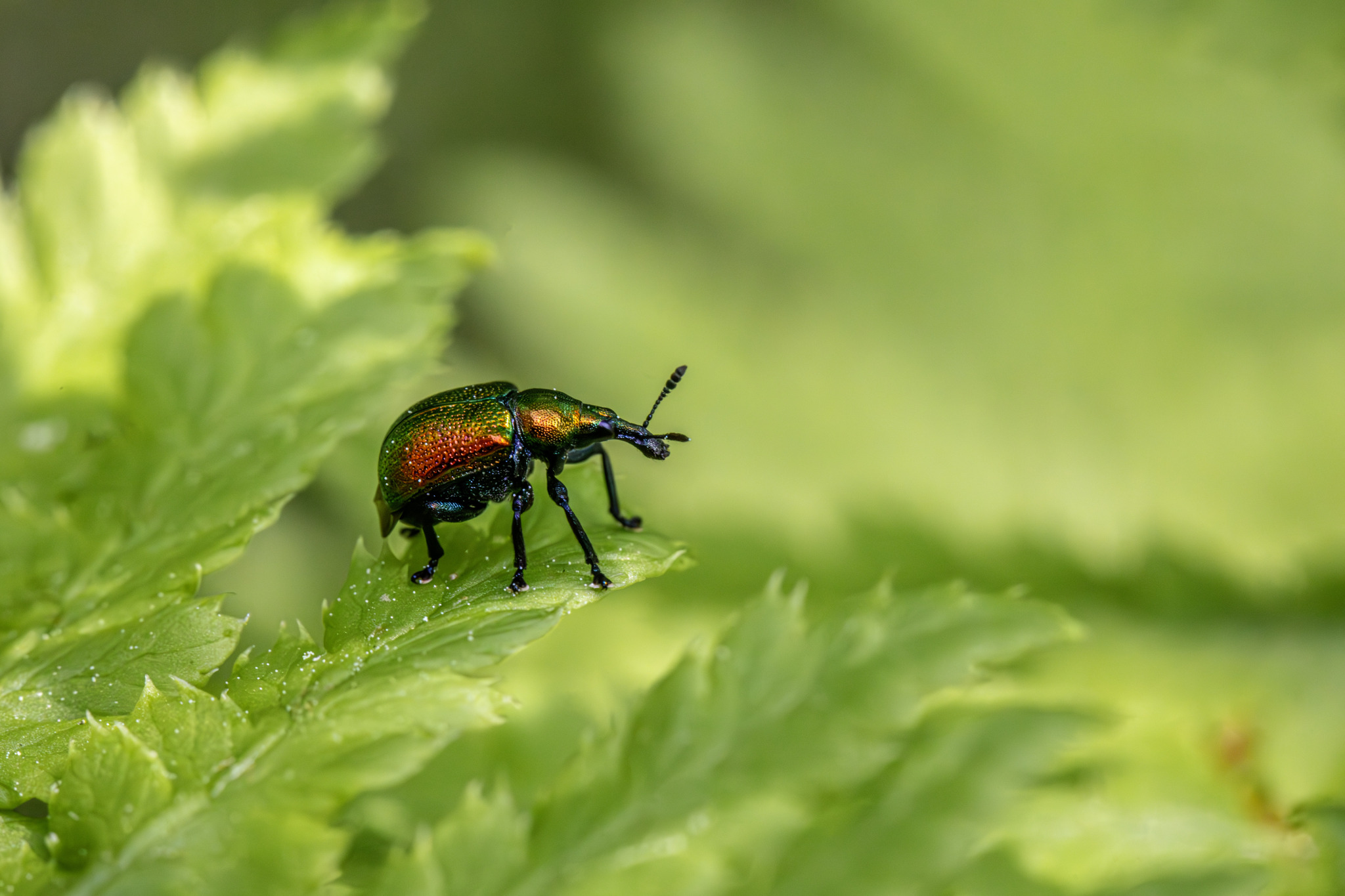 Aspen Leaf-rolling Weevil (Byctiscus populi)