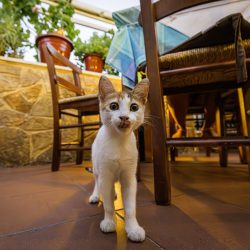Greece Street Cat