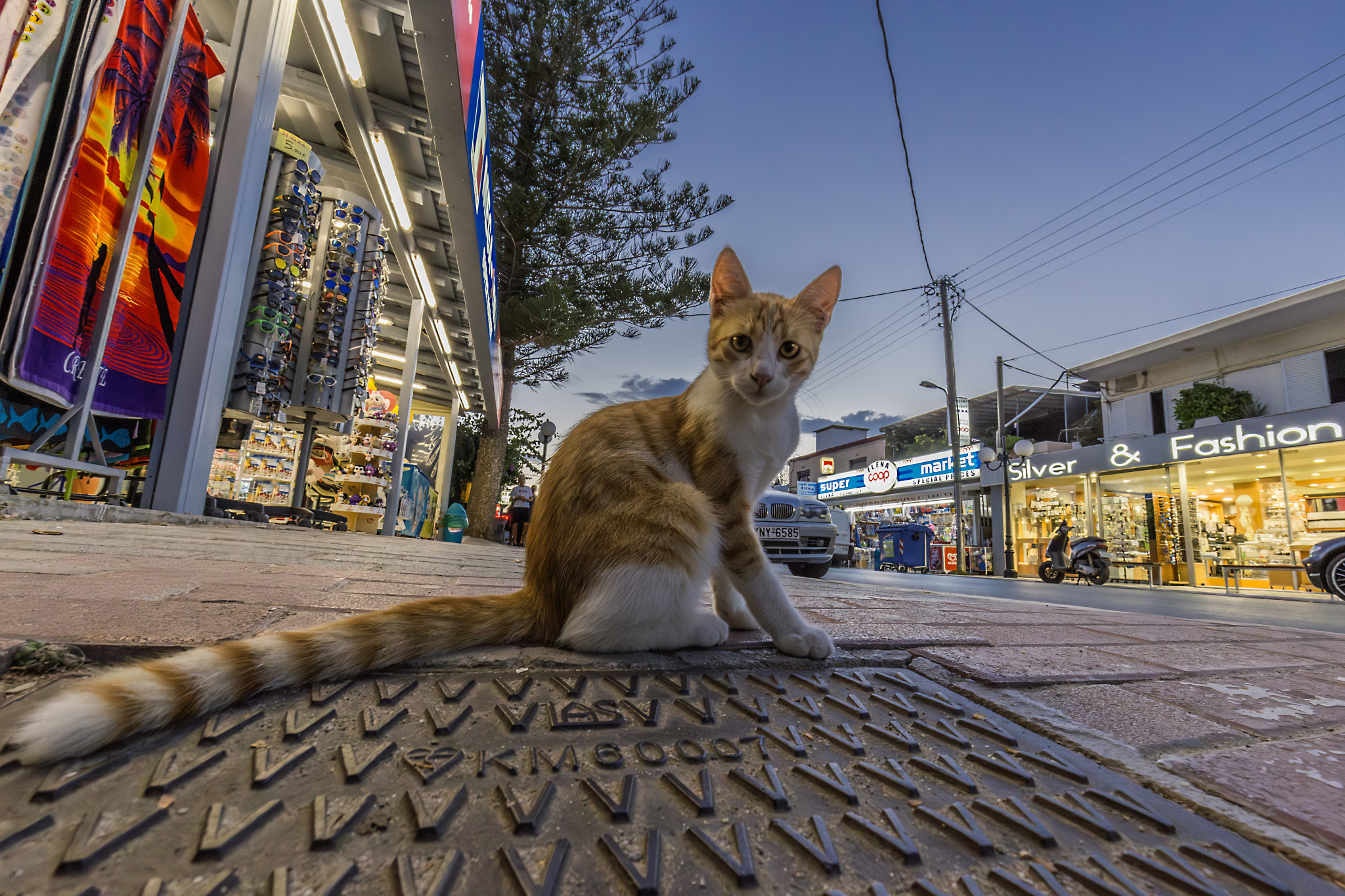 Grete Street Cat