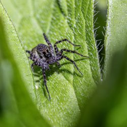 Spotted wolf spider (Pardosa amentata)