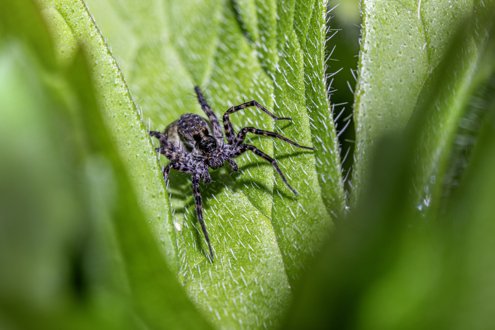 Spotted wolf spider (Pardosa amentata)