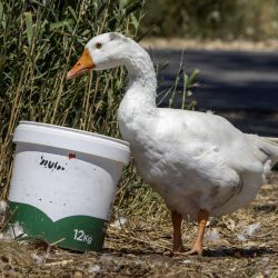 Domestic goose (Anser anser domesticus)