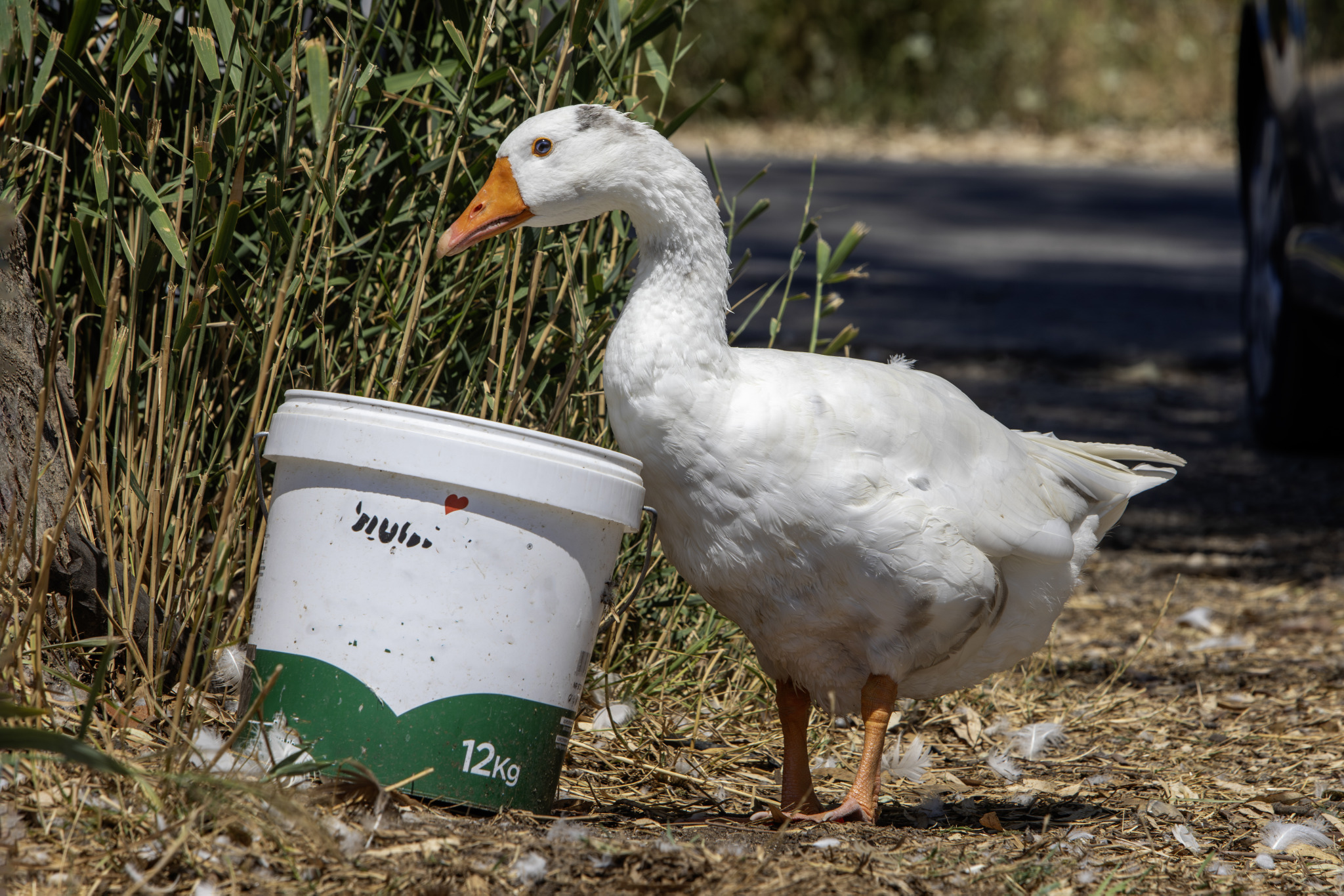 Domestic goose (Anser anser domesticus)