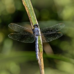 Southern Skimmer (Orthetrum brunneum)