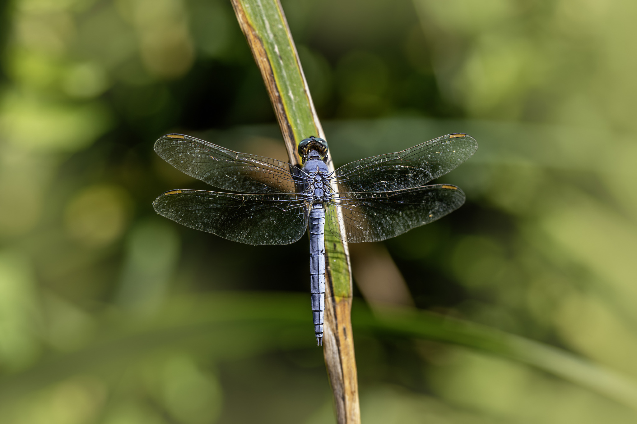 Southern Skimmer (Orthetrum brunneum)