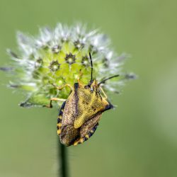 Northern fruit bug (Carpocoris fuscispinus)