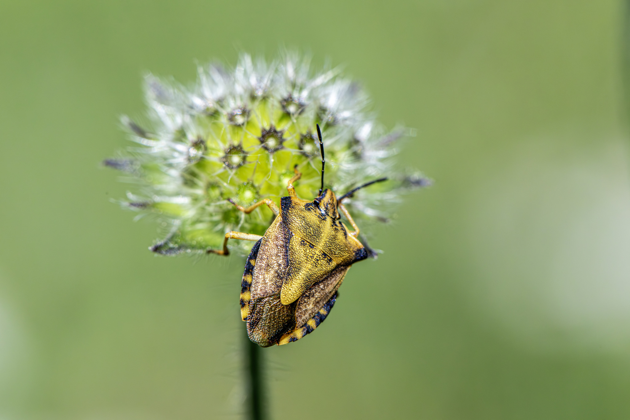 Northern fruit bug (Carpocoris fuscispinus)