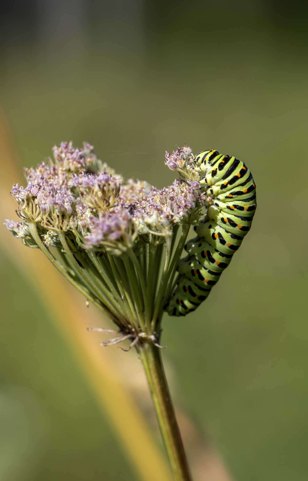 Old World Swallowtail (Papilio machaon)