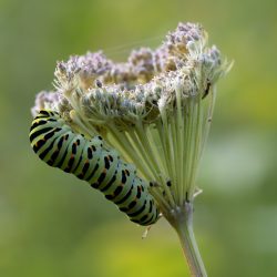 Old World Swallowtail (Papilio machaon)