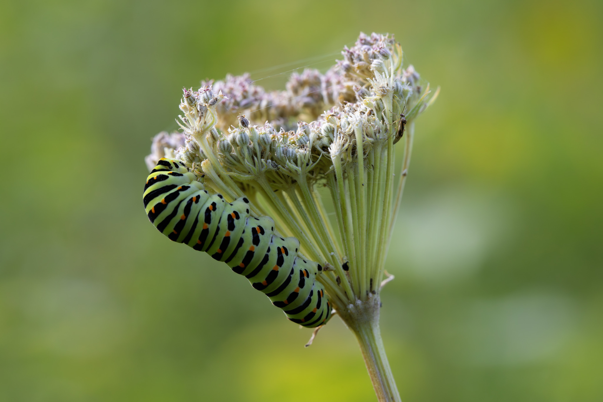 Old World Swallowtail (Papilio machaon)