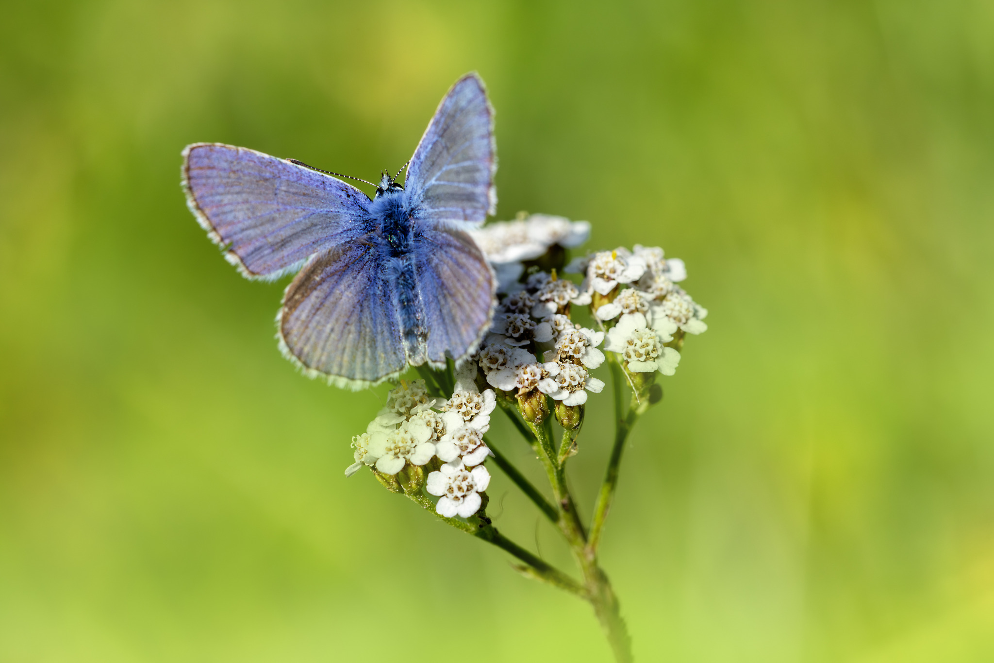 Common blue (Polyommatus icarus)