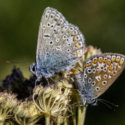 Common blue (Polyommatus icarus)