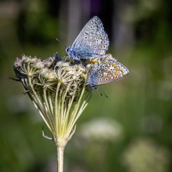 Common blue (Polyommatus icarus)