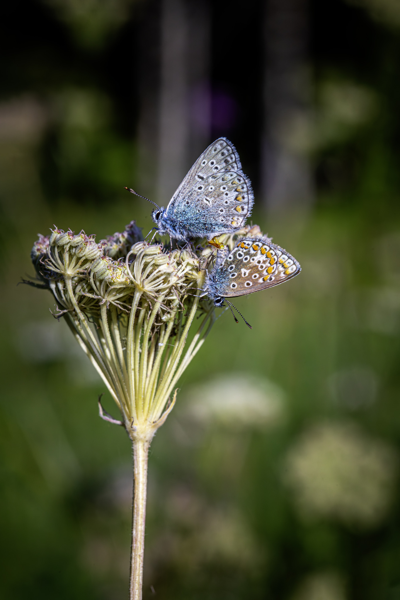 Common blue (Polyommatus icarus)