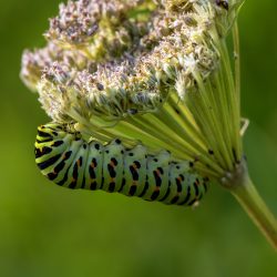 Old World Swallowtail (Papilio machaon)