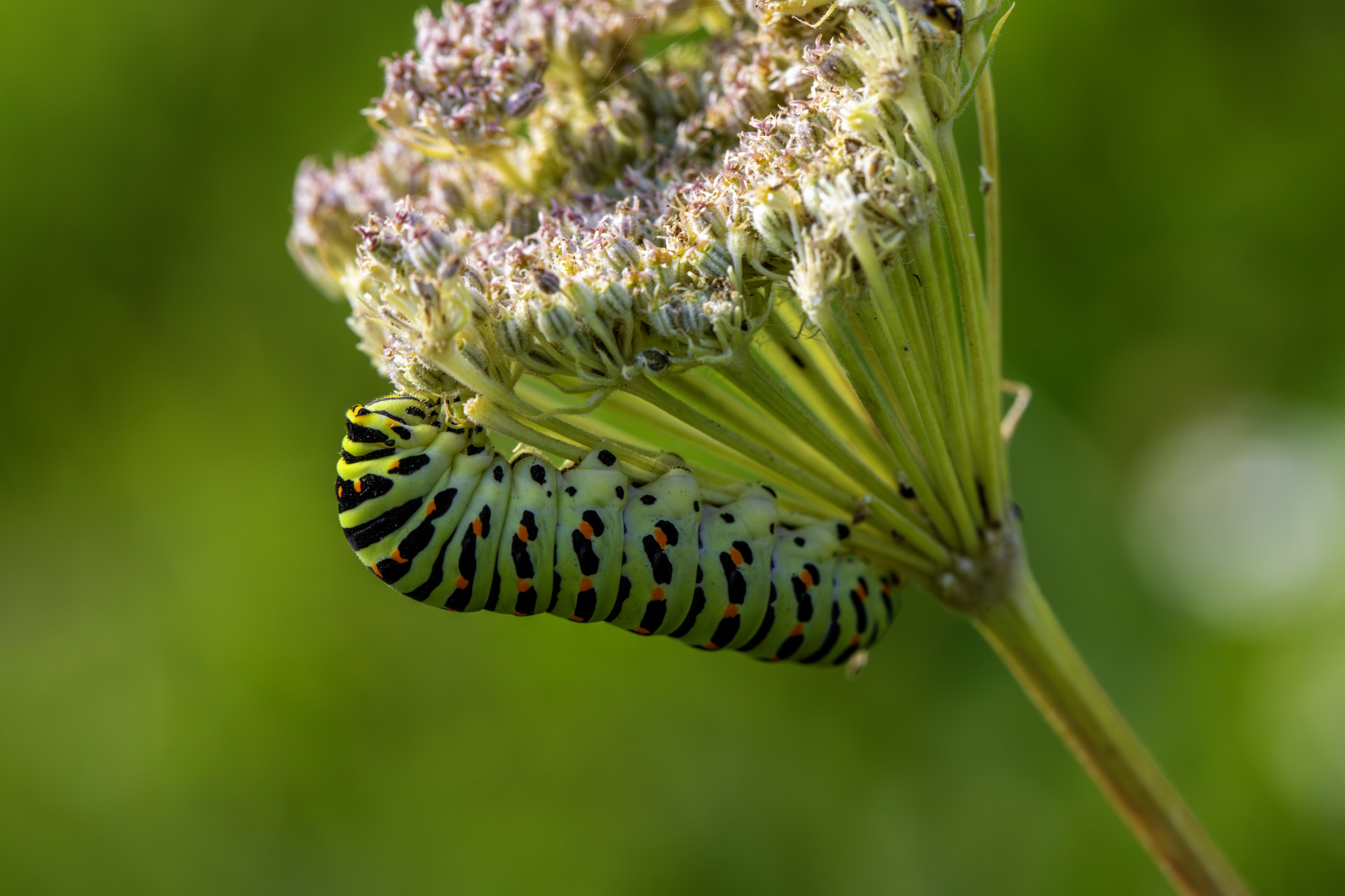 Old World Swallowtail (Papilio machaon)